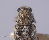 Listrus vanduzeei image