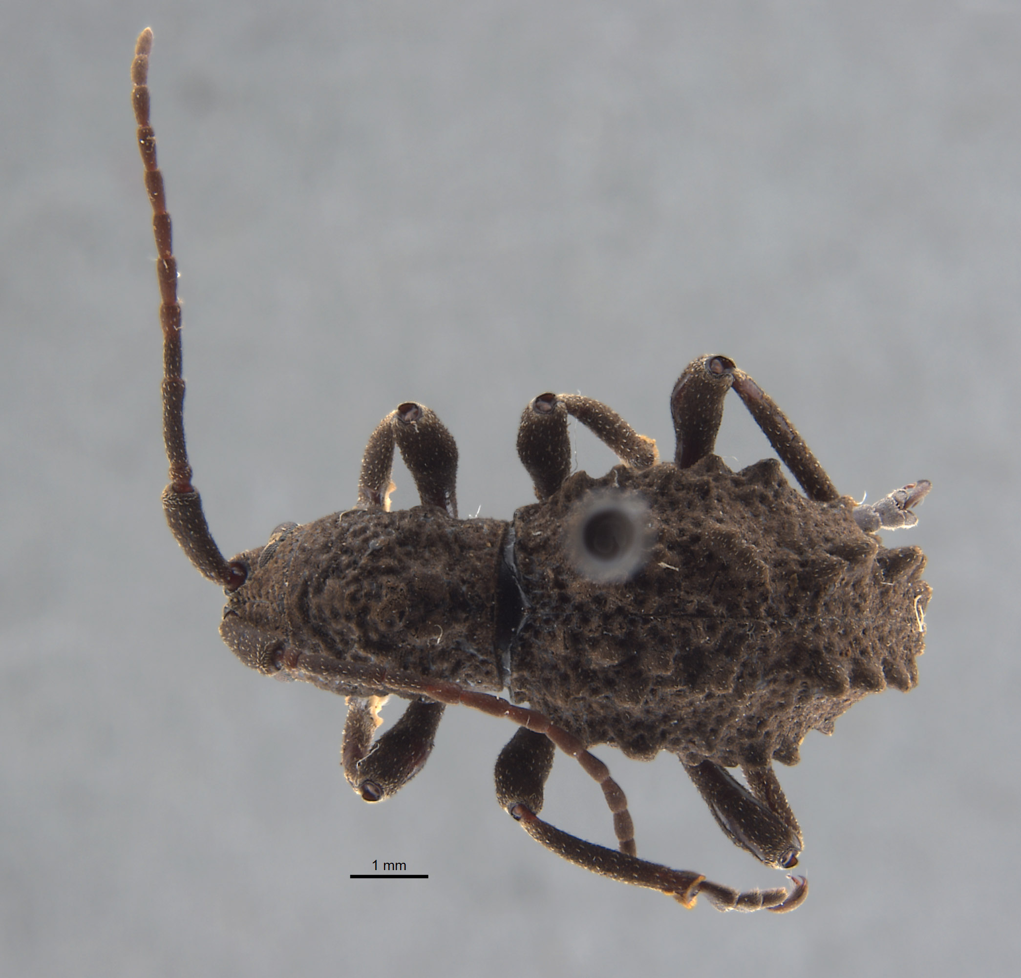 Phrynidius armatus image