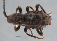 Phrynidius armatus image