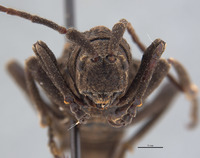 Phrynidius armatus image