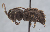 Phrynidius armatus image