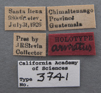 Phrynidius armatus image