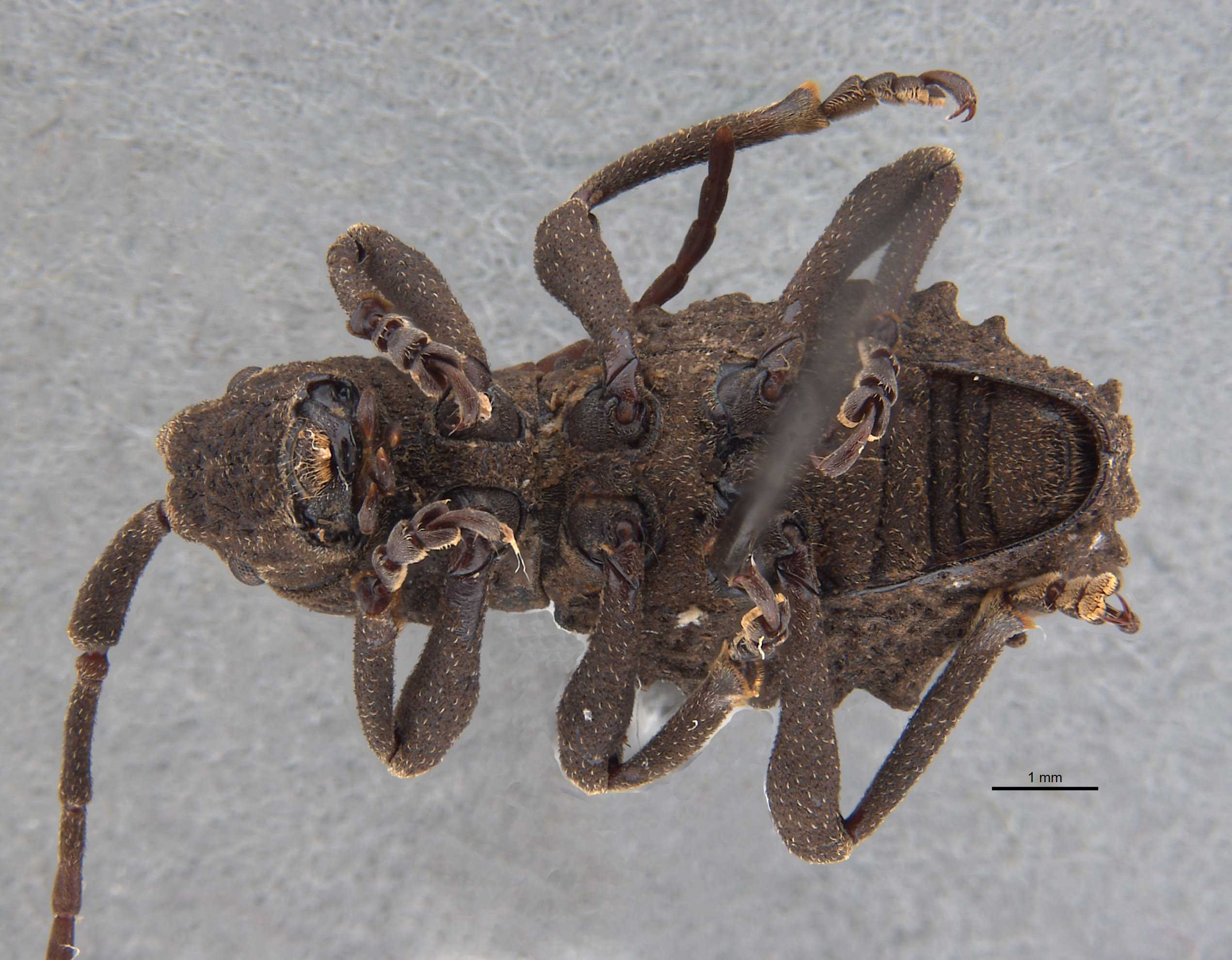 Phrynidius armatus image