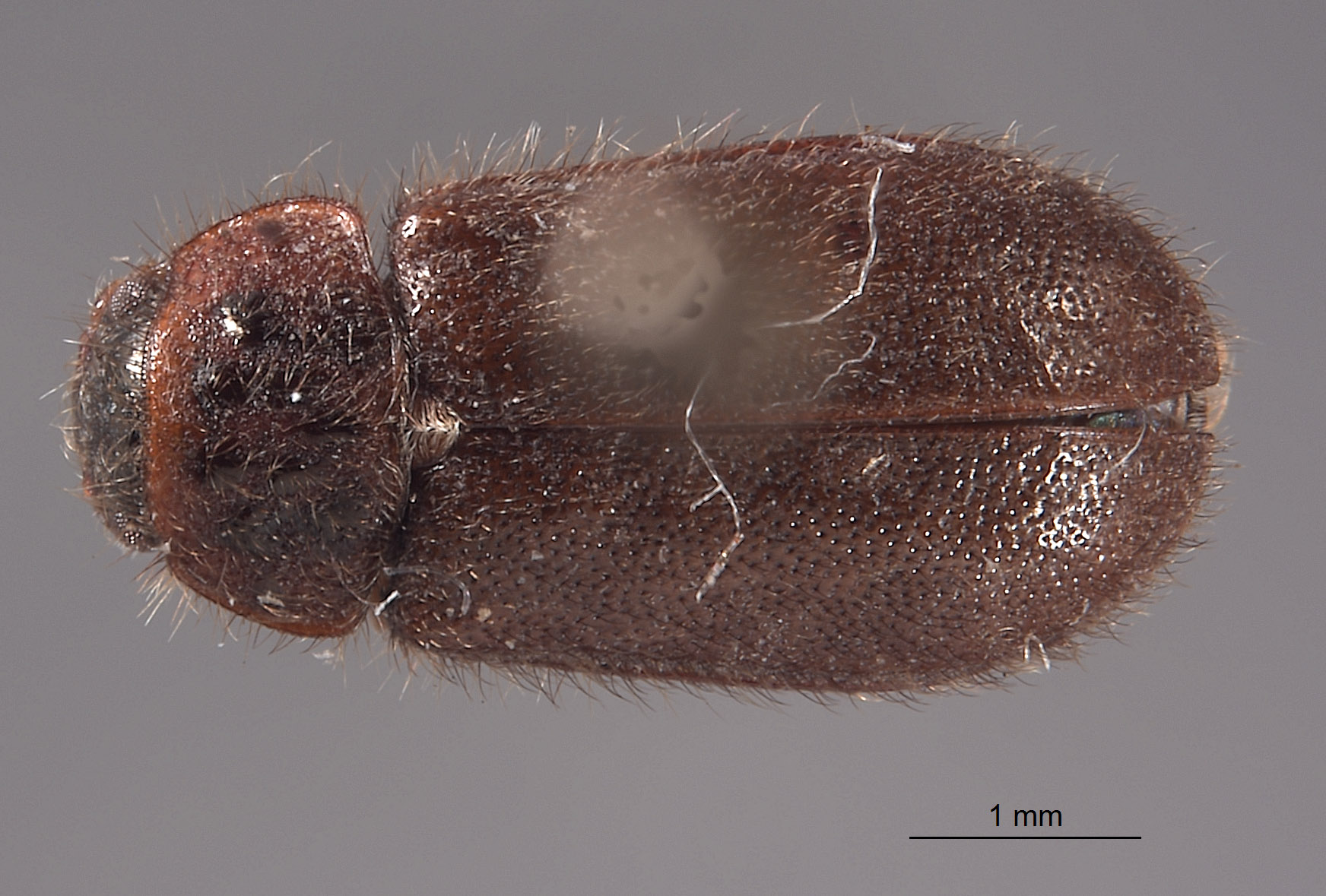 Cymbolus wolcotti image