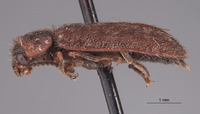 Cymbolus wolcotti image