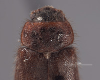 Cymbolus wolcotti image