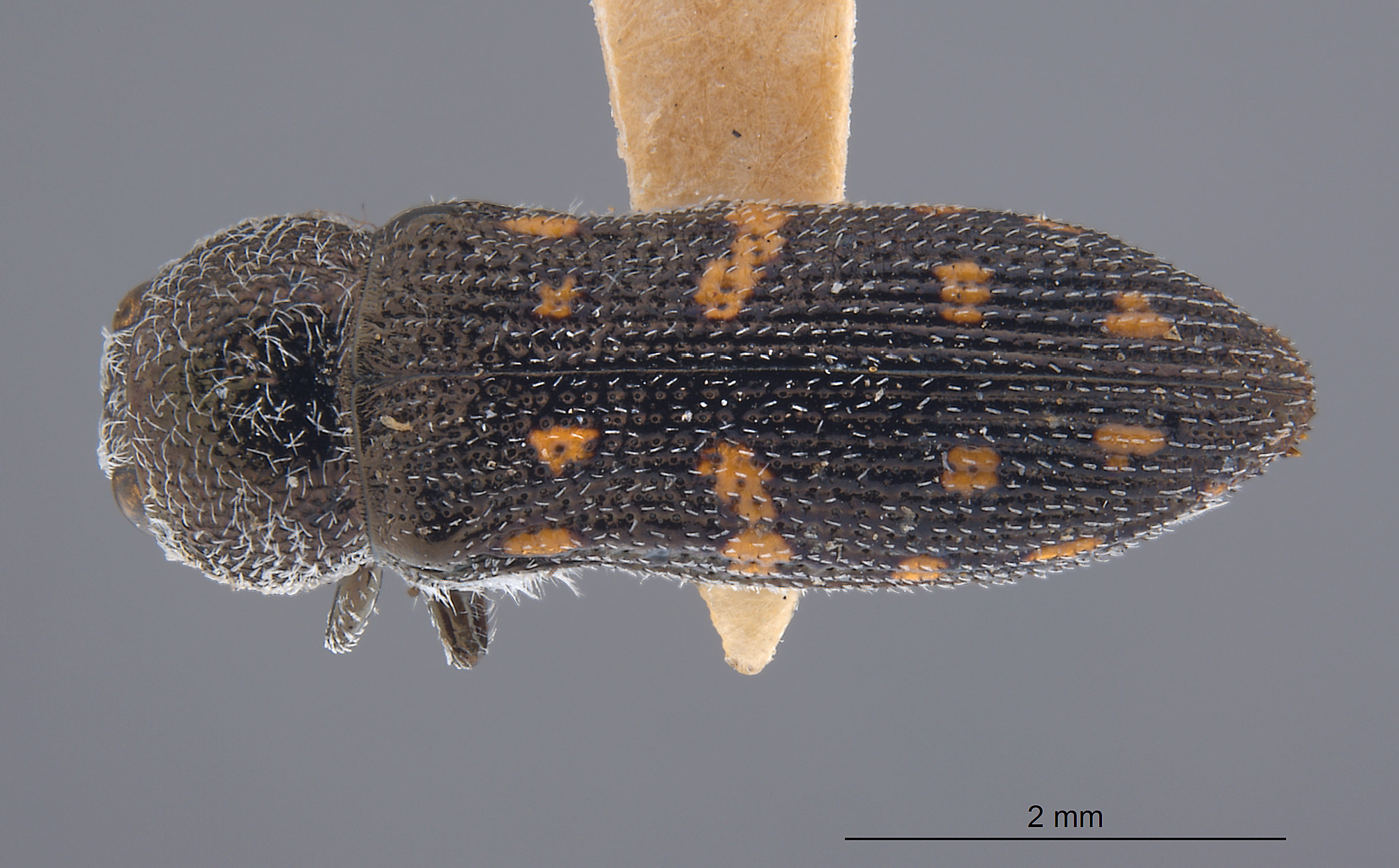 Acmaeodera varipilis image