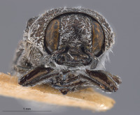 Acmaeodera varipilis image