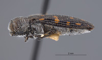 Acmaeodera varipilis image