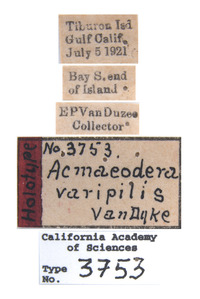 Acmaeodera varipilis image