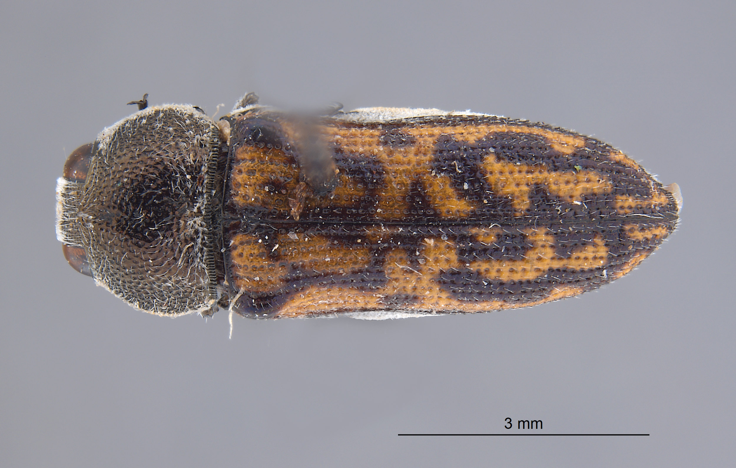 Acmaeodera (Squamodera) image