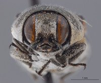 Acmaeodera (Squamodera) image