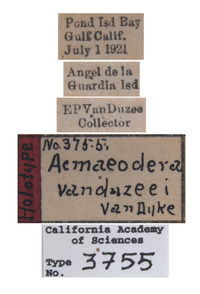 Acmaeodera (Squamodera) image