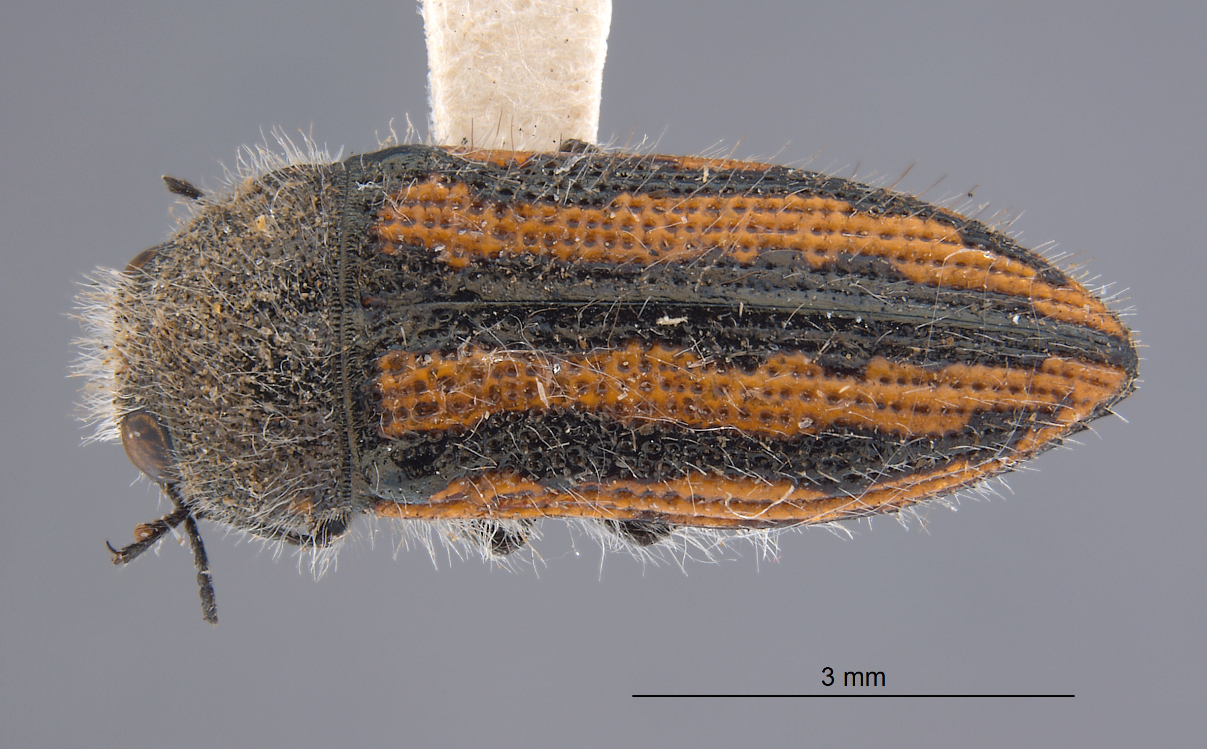 Acmaeodera nigrovittata image