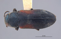 Chrysobothris humilis image