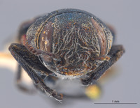 Chrysobothris humilis image