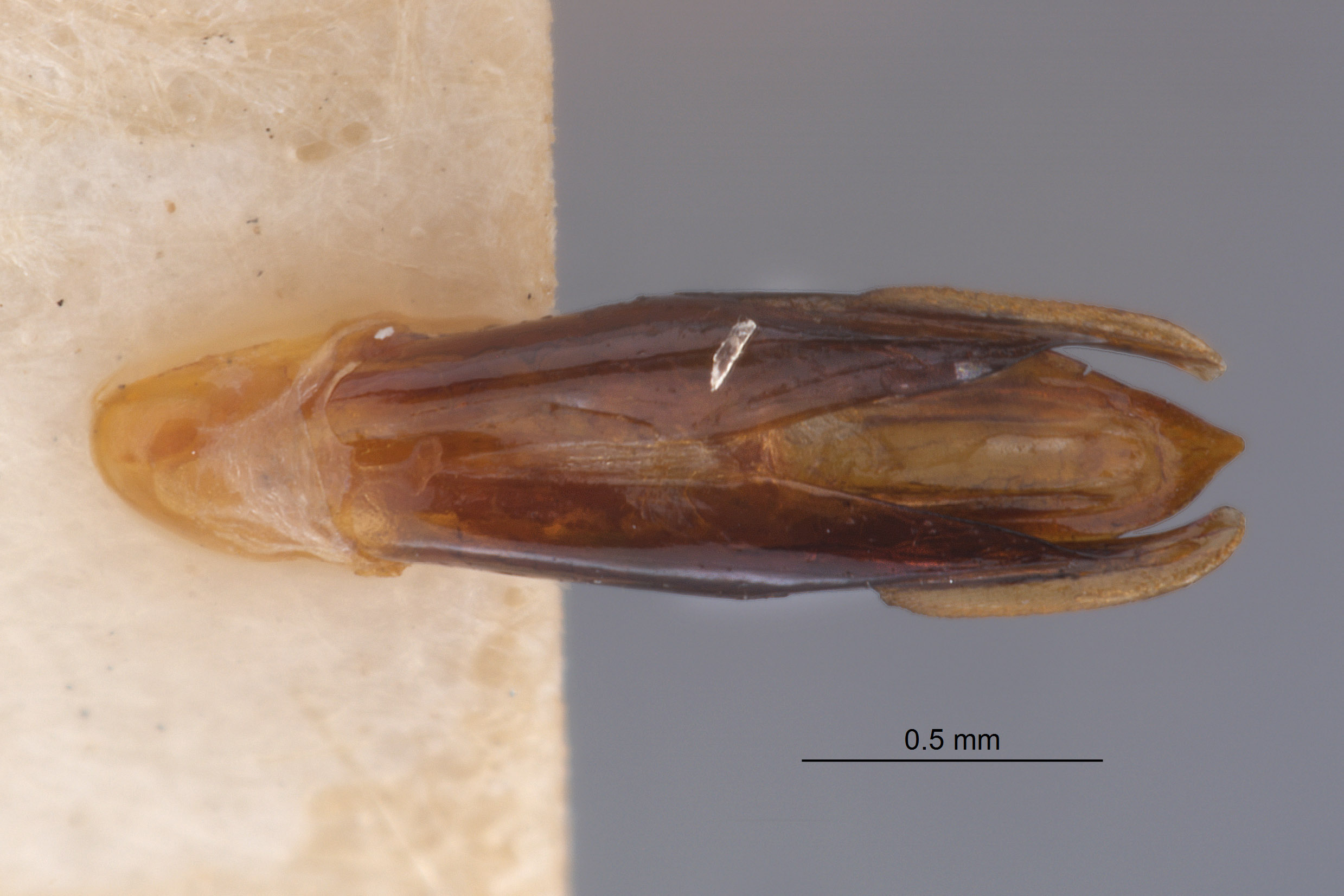 Chrysobothris humilis image
