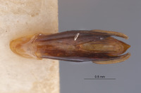 Chrysobothris humilis image