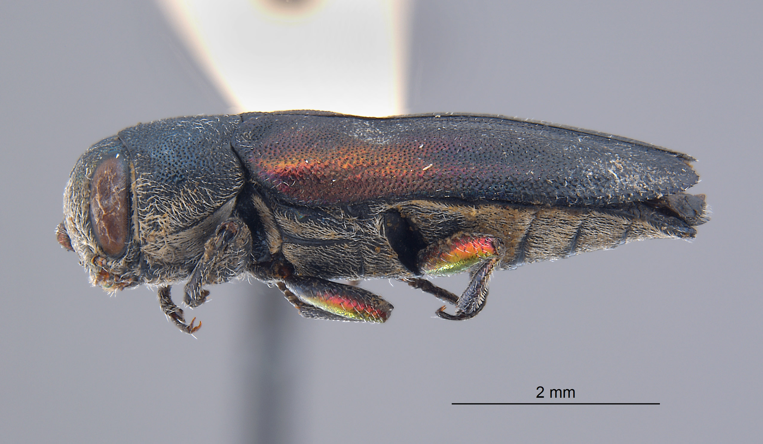 Chrysobothris humilis image