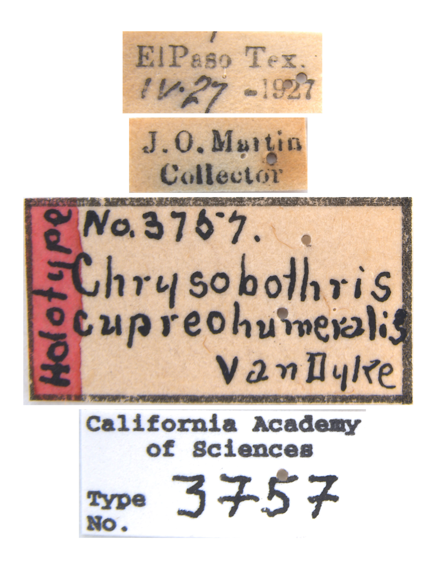 Chrysobothris humilis image