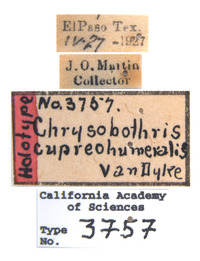 Chrysobothris humilis image
