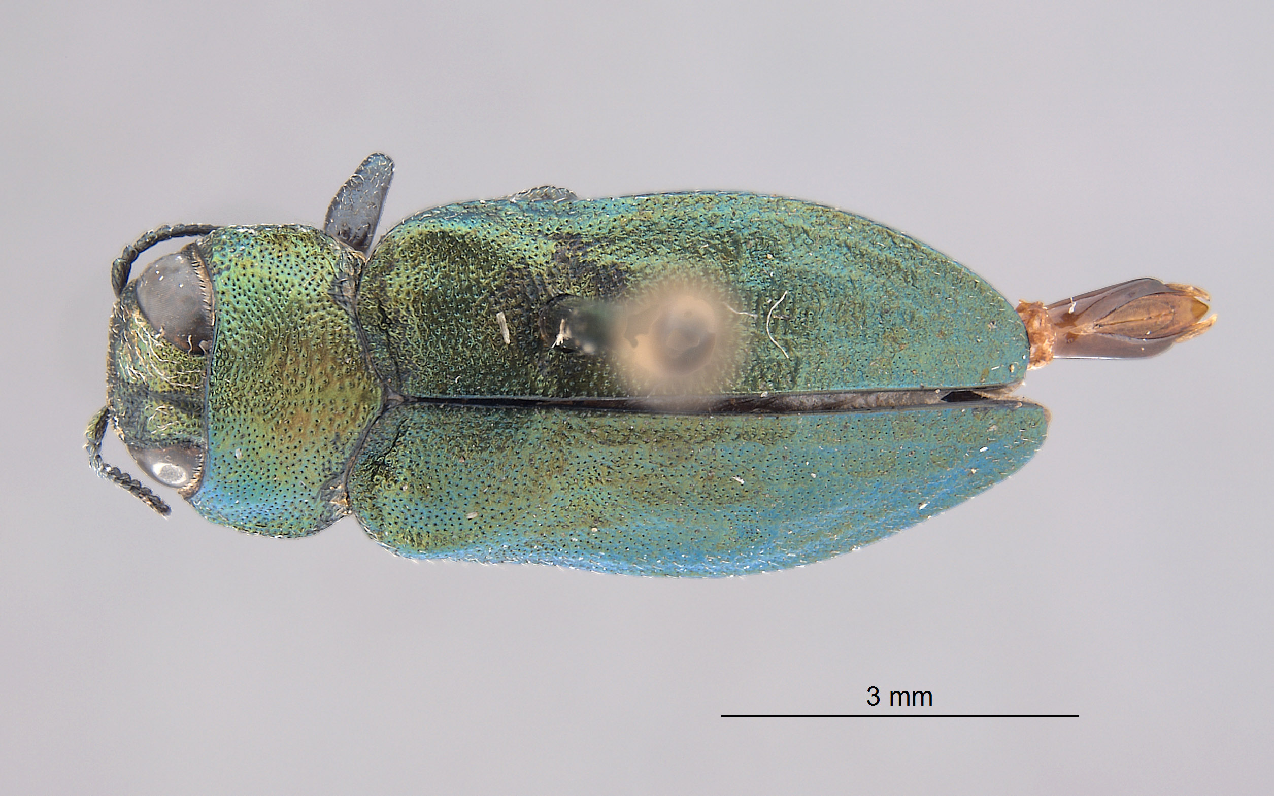 Chrysobothris boharti image