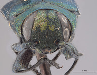 Chrysobothris boharti image
