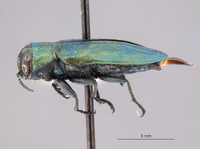 Chrysobothris boharti image