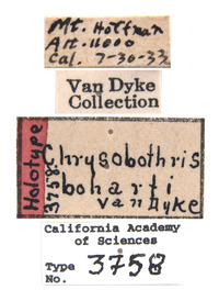 Chrysobothris boharti image