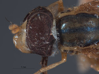 Mesogramma crockeri image