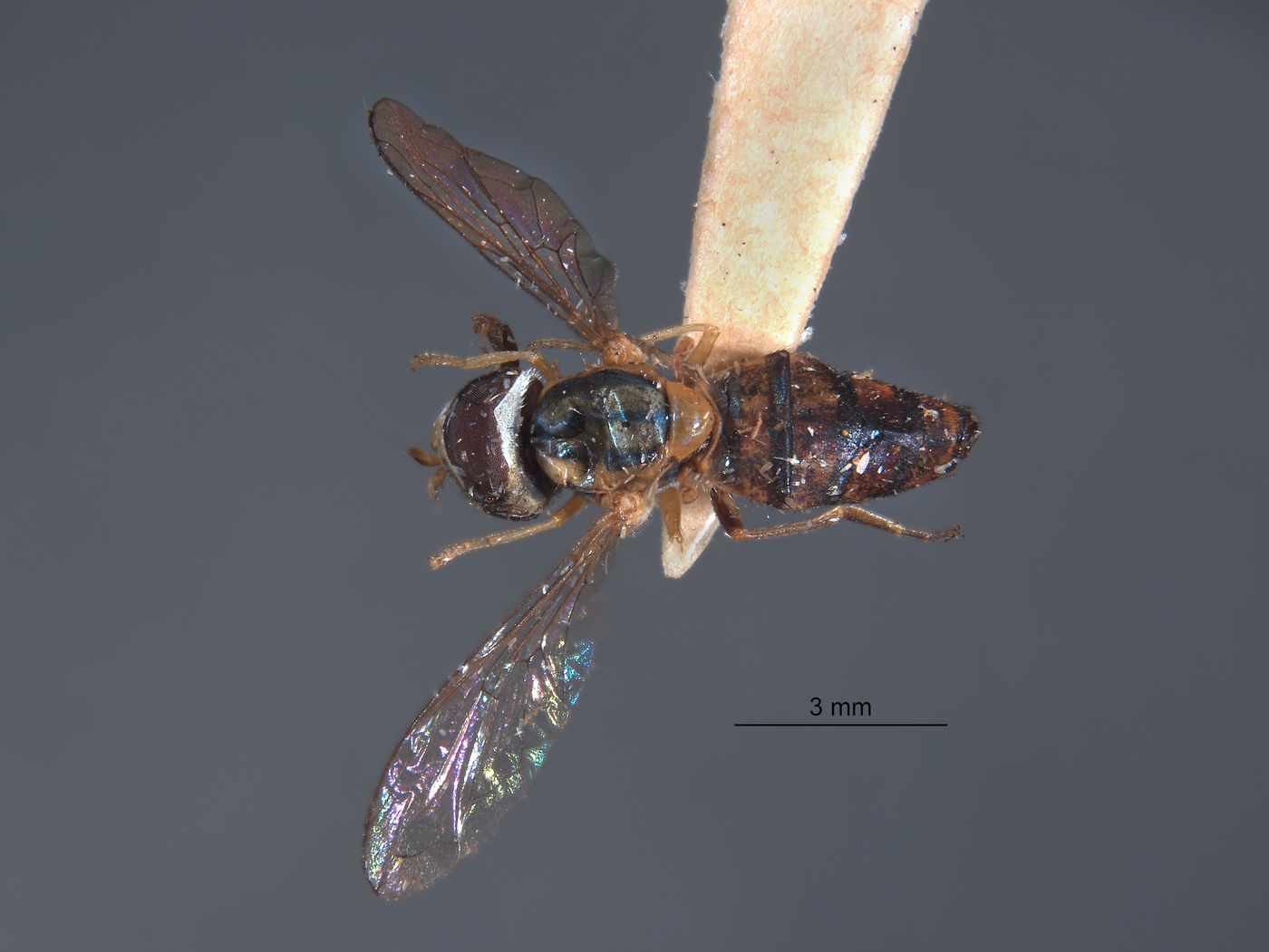 Syrphidae image