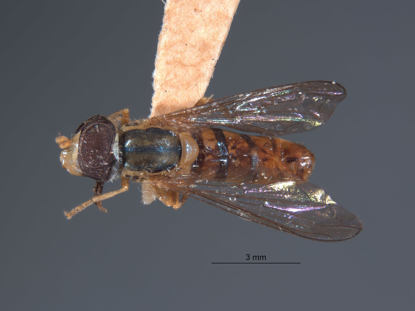 Mesogramma crockeri image