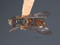 Mesogramma crockeri image
