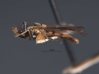 Mesogramma crockeri image