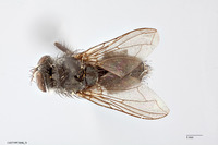 Viridinsula deceptor image