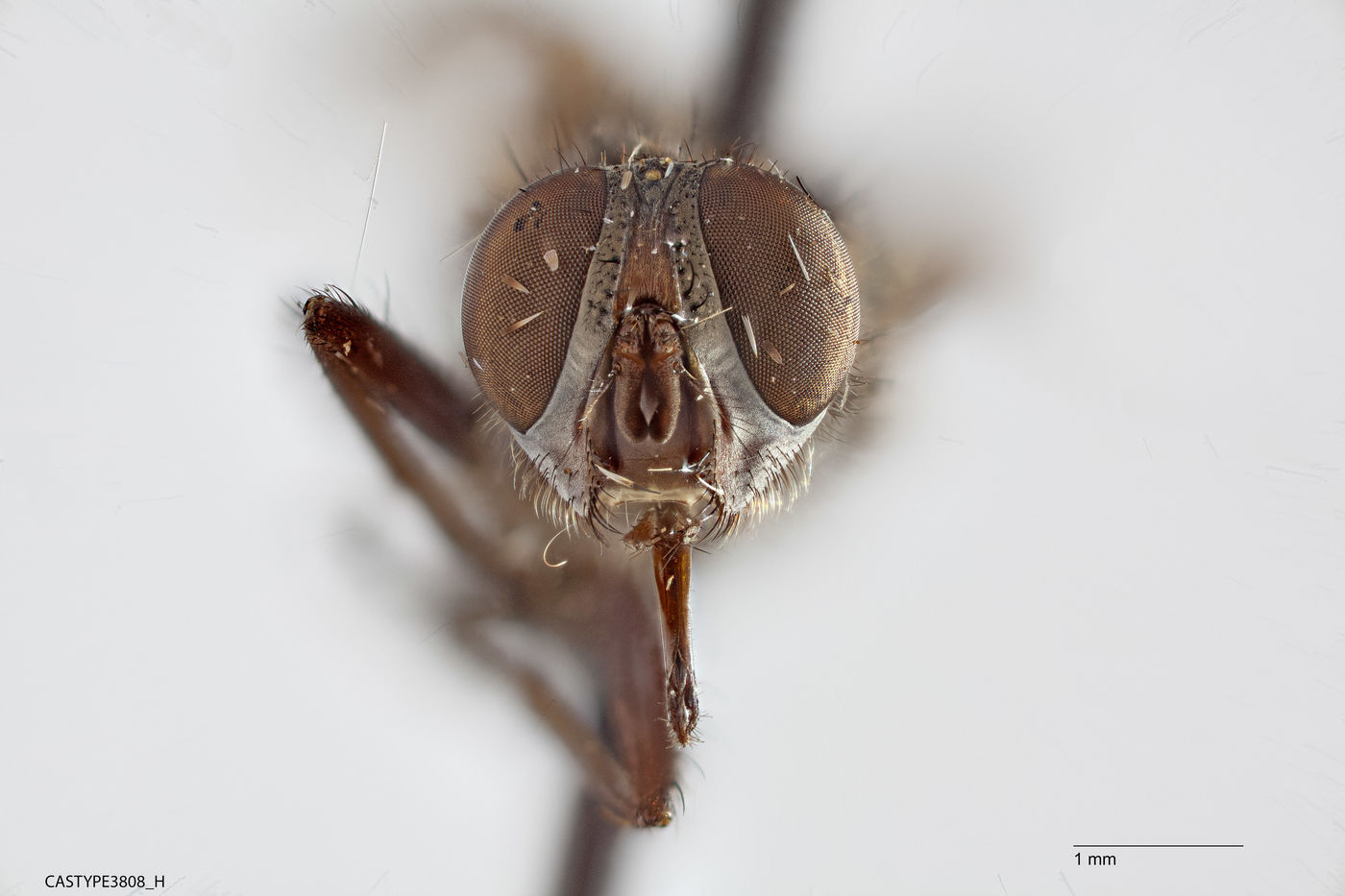 Viridinsula deceptor image