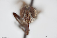 Viridinsula deceptor image