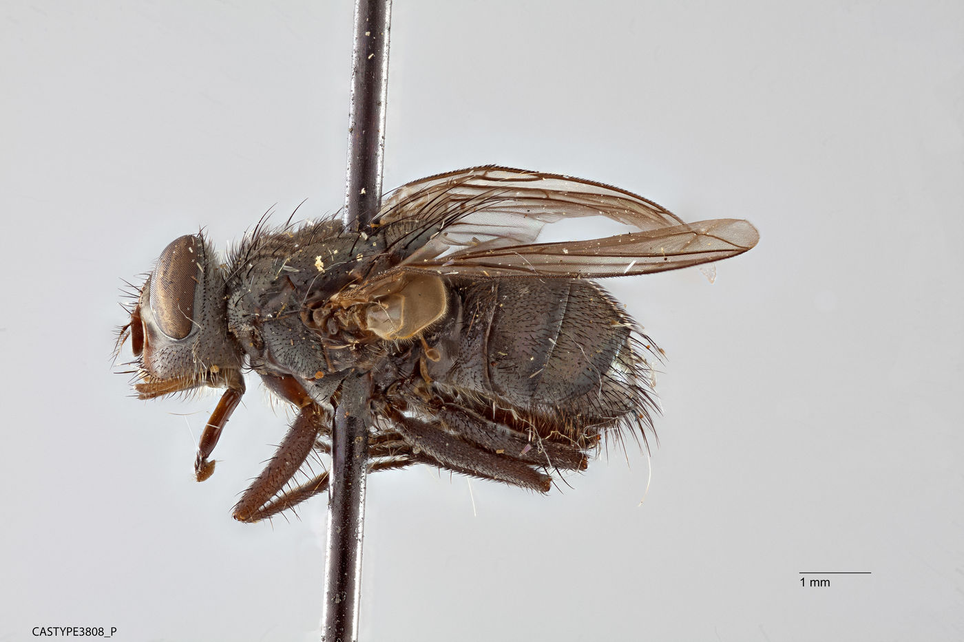 Viridinsula deceptor image