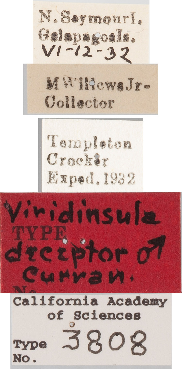 Viridinsula deceptor image