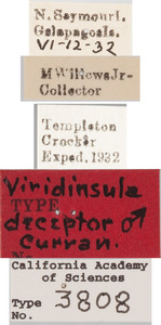 Viridinsula deceptor image