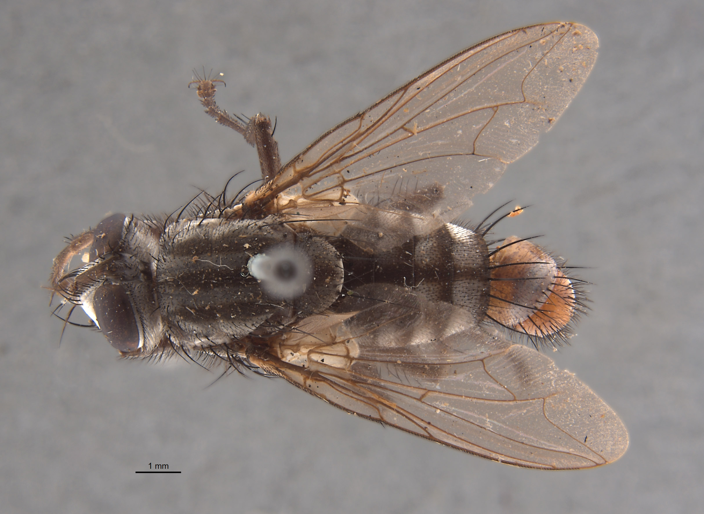 Sarcophaga isla image