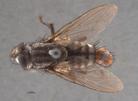 Sarcophaga isla image