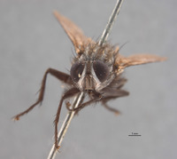 Sarcophaga isla image