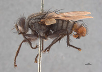 Sarcophaga isla image