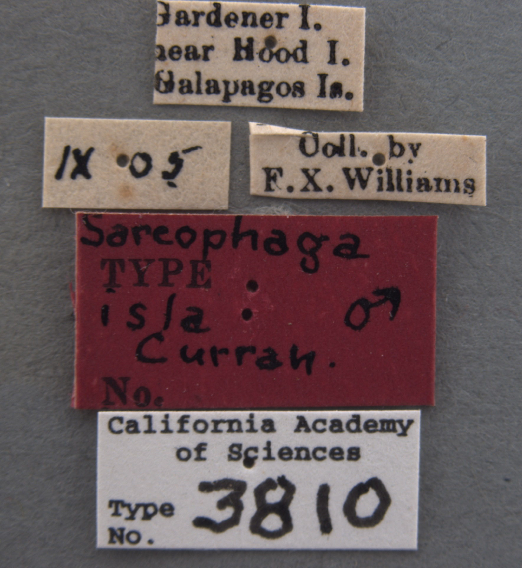 Sarcophaga isla image