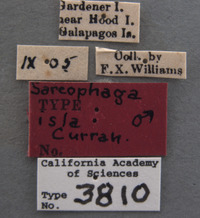 Sarcophaga isla image