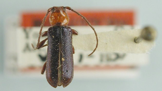 Phymatodes blandus image