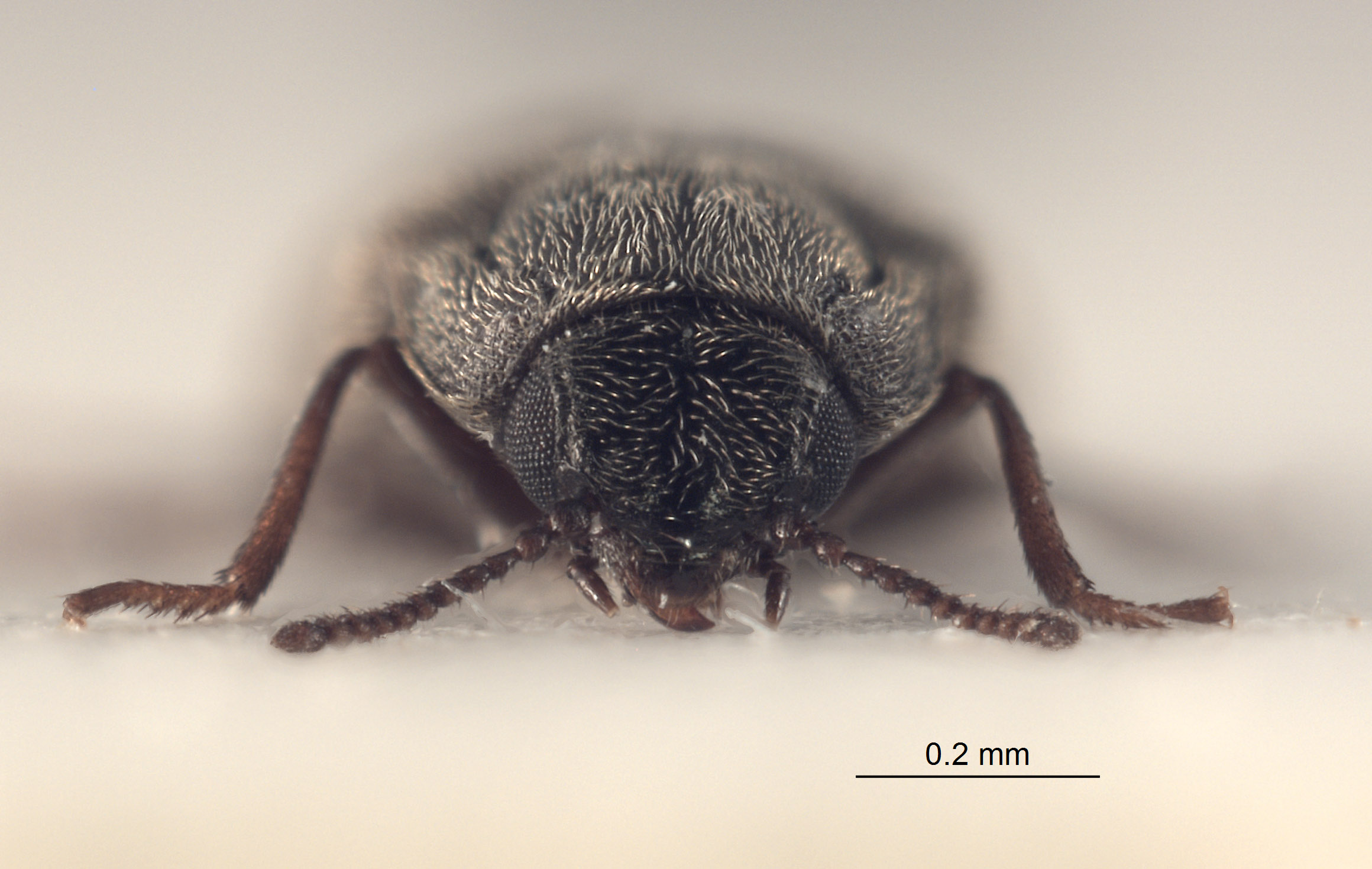 Hoppingiana monticola image