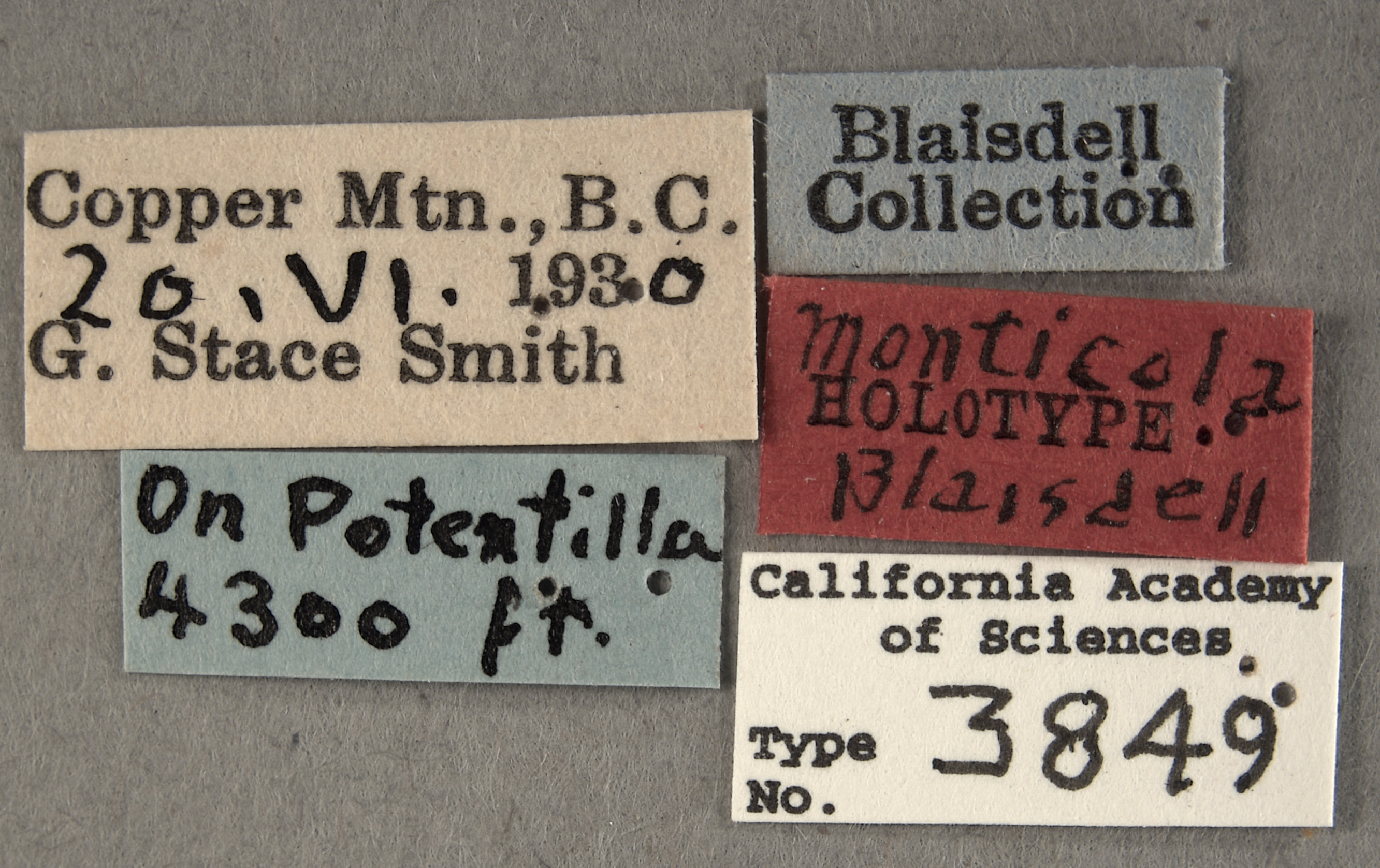 Hoppingiana monticola image