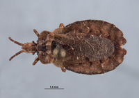 Image of Aradus linsleyi